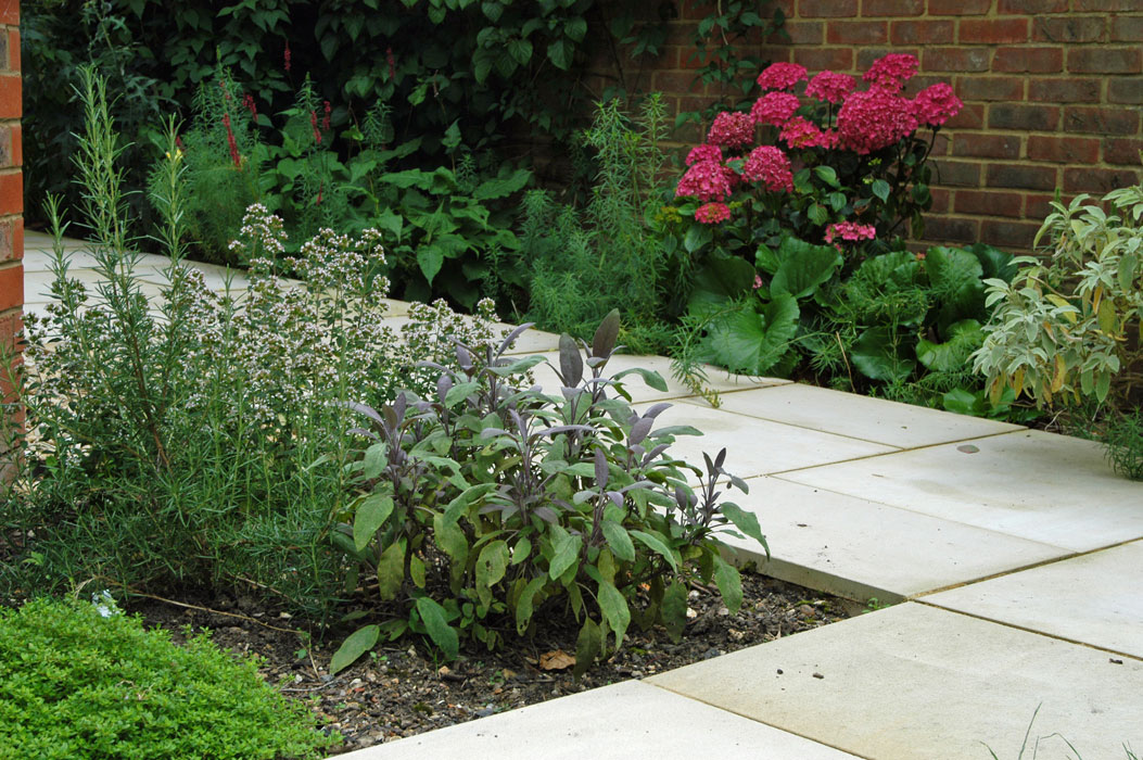 Herbs and Hydrangeas along the side alley